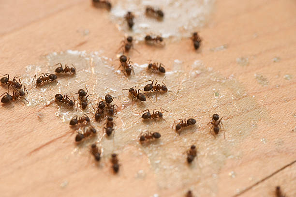 Reliable Burleson, TX Pest Control Solutions