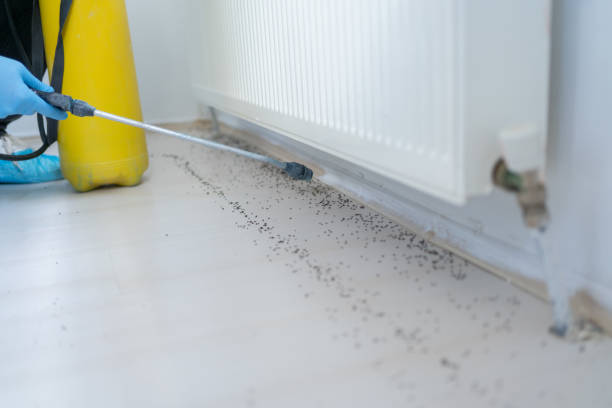 Best Affordable Pest Control Services  in Burleson, TX